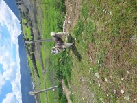 Şeytan maske köpeğimiz