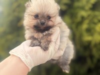 Pomeranian Boo Yavrularımız