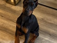 Her Eve Şart Doberman