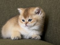 Golden british shorthair kadıköy