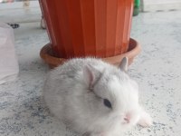 Cüce Tavşanımız (nedherland dwarf)