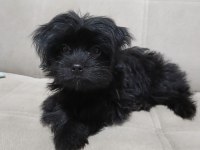 Black shih tzu
