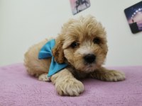 Maltipoo Yavrular Adrese Gönderim ve Kapıda Ödeme Vardır