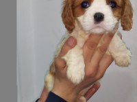 Orjinal Cavalier King Charles Yavrularımız