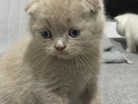 Scottish fold kedimiz