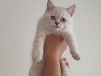 Dişi british shorthair blue point ve silver tabby