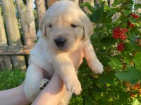 Golden Retriever Yavrular İçin Ulaşabilirsiniz