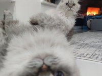 Mama karşılığı british longhair silver point