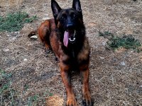 Rezerveye Acık Safkan Belçika Malinois Yavrular
