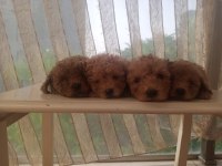 Toy poodle