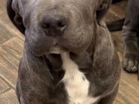 Cane corso blue erkek yavrumuz