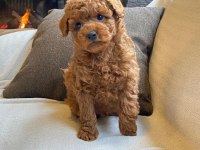 Red Brown Toy Poodle Yavruları İstanbul
