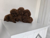 Poodle Yavrularımız Ailenize Katılmaya Hazırlar