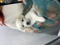 2 Aylık Dişi Golden Retriever