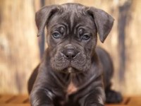 Ev ve bahçeniz için cane corso kapıda ödeme mevcuttur