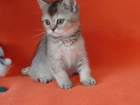 British shorthair evcilmen yavrumuz