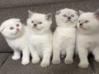 SAFKAN ORJİNAL IRK YAVRU KEDİLERİMİZ