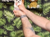 Micro mini chihuahua WC eğitimli