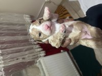 4 ADET MALTİPOO 2 DİŞİ 2 ERKEK 5 GÜNLÜK