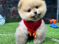 POMERANİAN BOO BEBEKLER İYİSİ DEĞİL EN İYİSİ