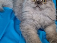 Scottish fold yavrular sahibinden