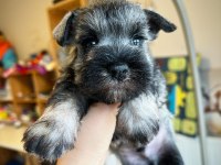 FCI şecereli Miniatute Schnauzer yavruları
