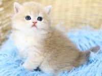 British Longhair Tostikler