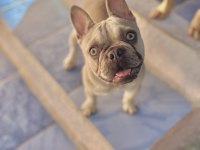 Köpeğimiz Mia hanım yeni yuvasını arıyor