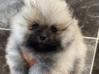 Teacup pomeranian