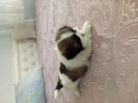 Shih Tzu 0 numara erkek yavru