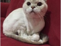 Scottish Fold Lynx Point Sahiplendirme