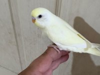 30 Günlük Cremio Dişi Bebek Muhabbet Kuşu