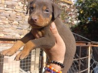 A kalite king doberman yavrular
