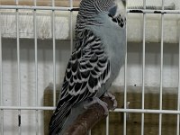Jumbo muhabbet kuşları