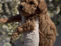 Original toy boy Maltipoo yavruları