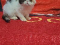 Show kalite exotic shorthair bebekler