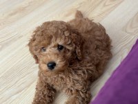 5 Aylık Poodle Aşılar Ve Tuvalet Eğitimi Var