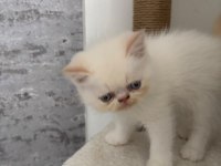 Show kalite ırk garantili bebek kedimiz