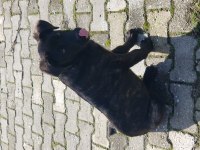 YALOVA CINARCIK TA ÜCRETSİZ YAVRU CANE CORSO ITALIANO