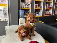 Dişi ve Erkek Poodle yavruları yeni yuvalarını arıyor