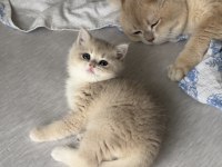 Golden Gerçek Saf Kan British Shorthair