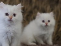 British longhair erkek yavruları