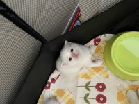 Pamuk scottish fold kardeşler