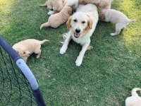 1.5 aylık sağlıklı golden retriever yavrularımız