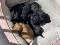 A kalite poodle bebekleri