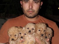 Orjinal Maltipoo F1 yavrular