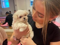 Kore morkie bebeklerim 1 kg