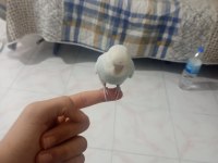 2 Aylık Erkek Ve Dişi Ele Alışkın Muhabbet Kuşları