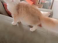 Full şecereli ny 12 dişi british longhair