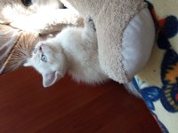 British Shorthair (British Golden) Yavrular